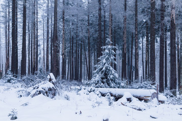 Winterzeit im Hochharz