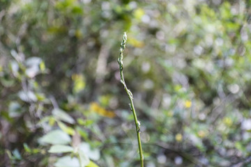 Asparago