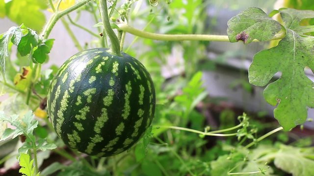 Small watermelon in hothouse, closeup