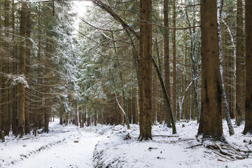 Winterwanderung im Harz