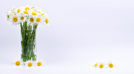Camomiles in a vase on a white background