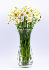 Camomiles in a vase on a white background