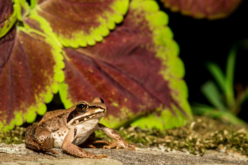Wood Frog
