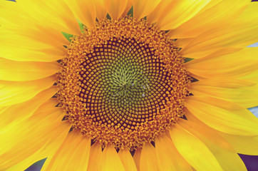 Naklejka premium close-up sunflower