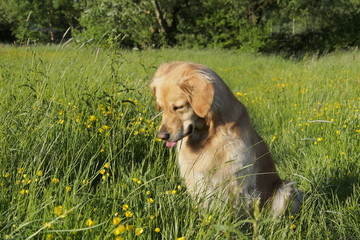 Golden Retriever am fangen
