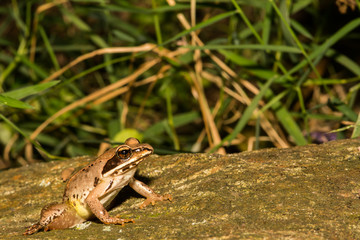 Wood Frog