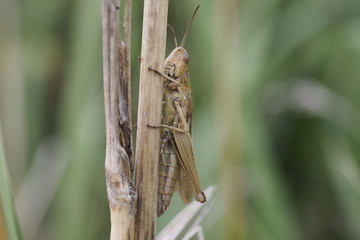 Grashüpfer
