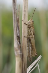 Grashüpfer