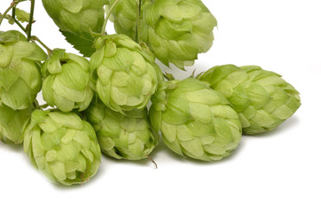 Hopfen