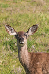 Blacktail Deer Doe