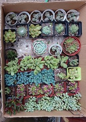 Pflanzen am Blumen- und Vogelmarkt in Kunming