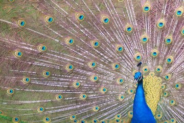 Obraz premium Peacock