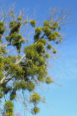 Boule de gui dans un arbre