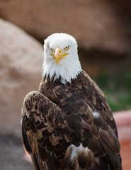 American Eagle