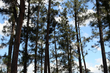 Croydon Plantation, Jamaica..