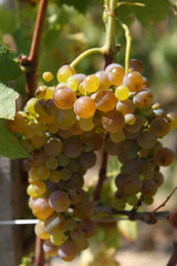 Vin, Vigne, Vignoble, Vallée du Rhône, Côtes Du Rhône