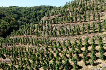 Vin, Vigne, Vignoble, Vall&eacute;e Du Rh&ocirc;ne, C&ocirc;tes Du Rh&ocirc;ne, France