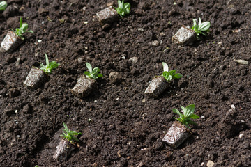 Flower Seedling