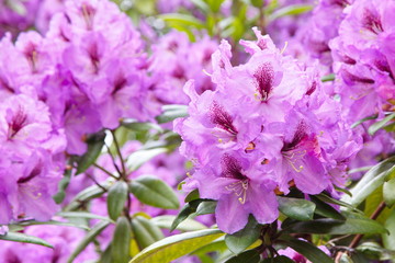 Rododendron Blooming