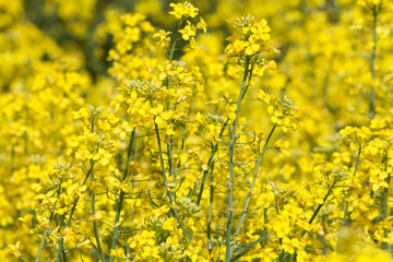 Yellow Canola Flower