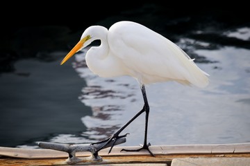 Great White Heron