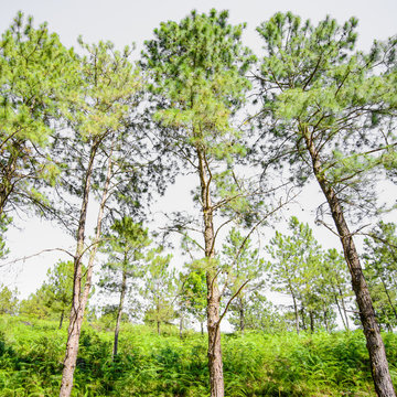 pine tree forest against blue sky