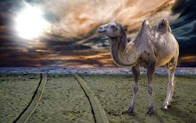 cammelli nel deserto controluce