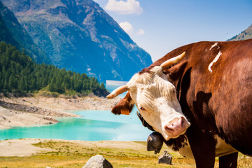 cow with lake in the background