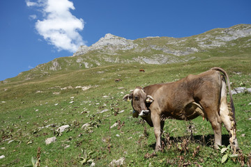 Fototapeta na wymiar Kuh auf Alm beim Spuller See - Lechtal - Österreich