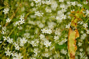White flowers