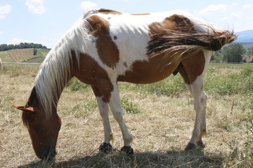 Appaloosa