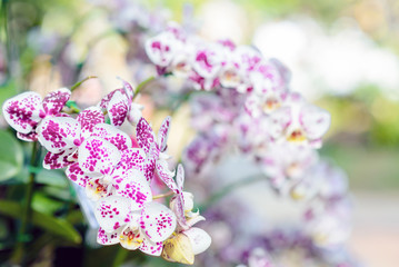 Colorful orchids in the garden