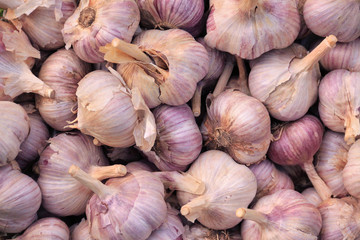 Harvest of garlic. Growing vegetables. Agriculture