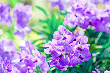 Colorful orchids in the garden