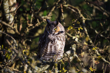 long eared owl