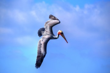 Brown Pelican in Flight