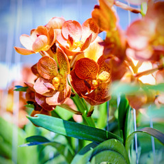 Colorful orchids in the garden