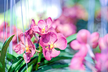 Colorful orchids in the garden ,Chiang mai , Thailand