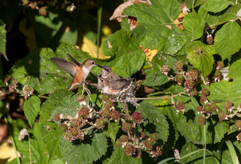 Rufous Hummingbird