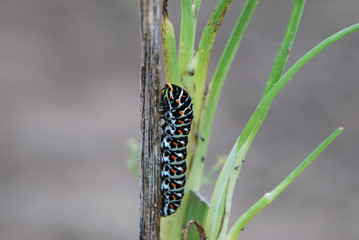 Borboleta
