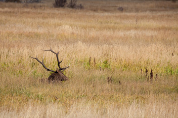 Bull Elk Bedded in Meadow