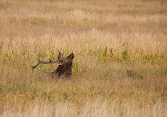 Bull Elk Bedded in Meadow