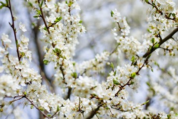 Spring blossom background 