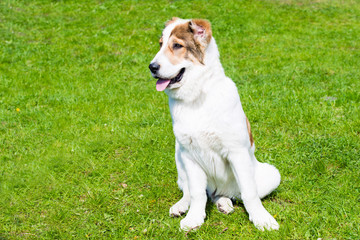 Central Asian Shepherd Dog puppy seats. The Central Asian Shepherd Dog puppy is on the grass.