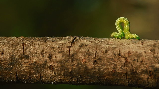 An Inch worm making its way across a tree branch, symbolizing persistence and achievement