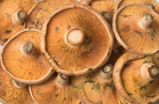 Rovellones Lactarius deliciosus Closeup