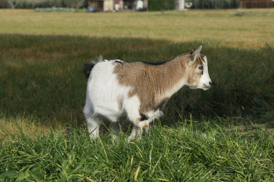 Capretta