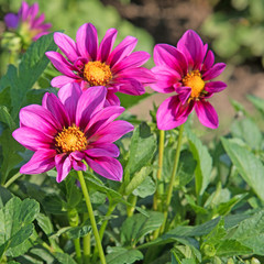 Fototapeta premium Dahlien