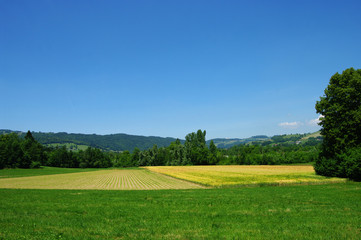 Champs de céréales en Dauphiné
