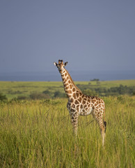 Giraffe in the Murchison Falls National Park in Uganda, Africa
